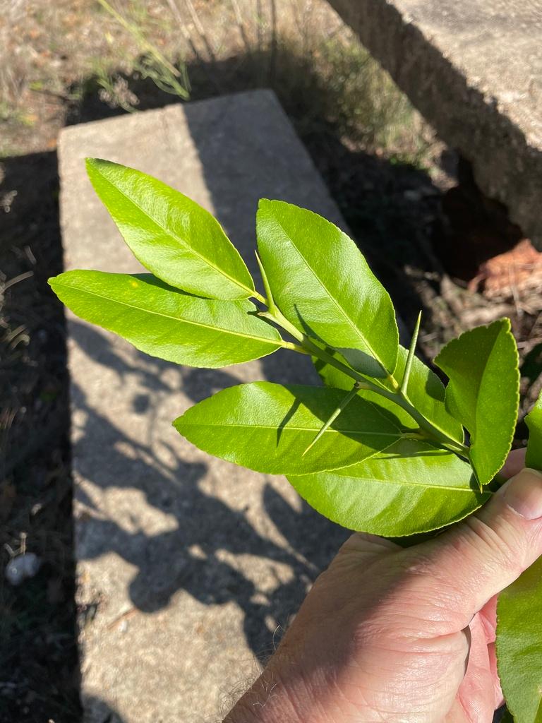 CITRUS BERGAMIA PEEL OIL EXPRESSED 1