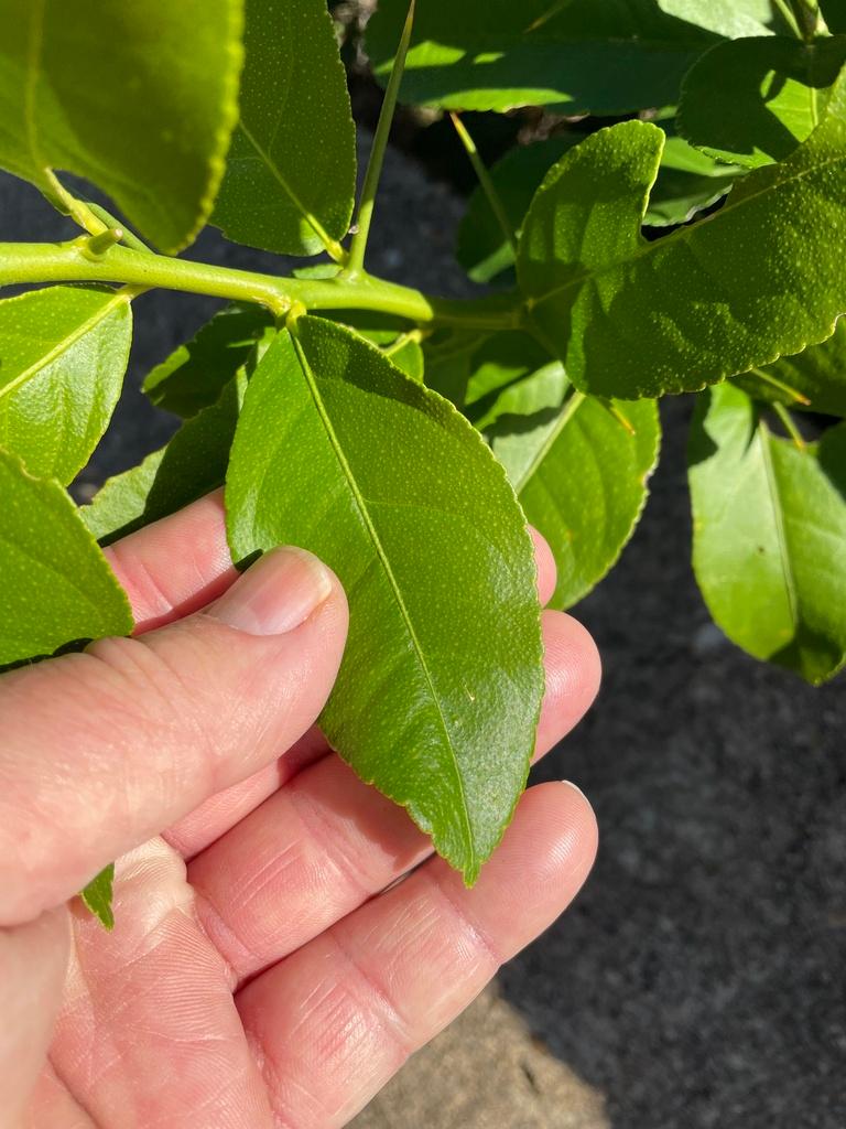 CITRUS BERGAMIA PEEL OIL EXPRESSED 2