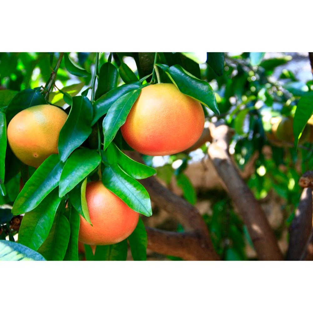 Citrus grandis peel/seed extract 5
