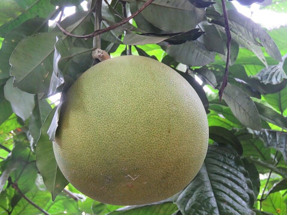 Citrus grandis/paradisi fruit water 1