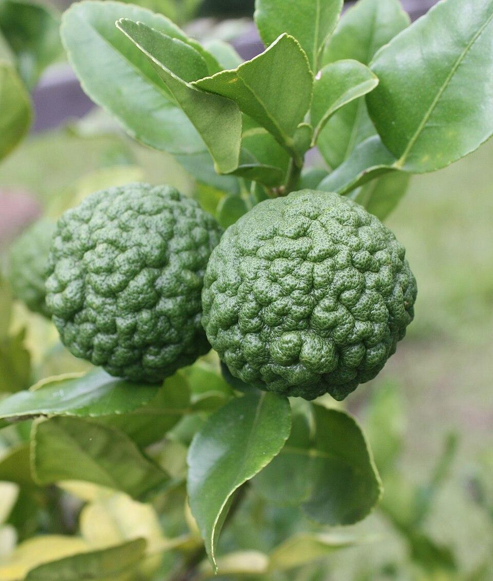 Citrus hystrix leaf extract 1