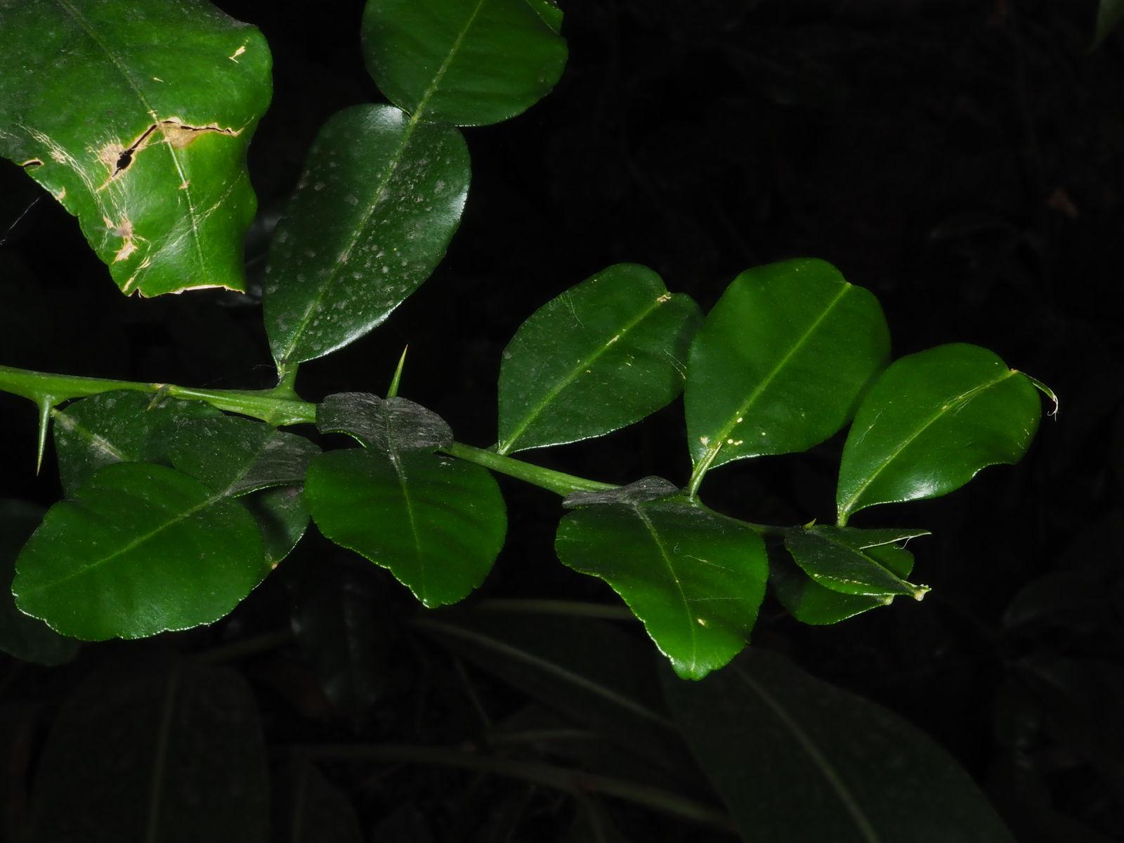 Citrus hystrix leaf extract 3