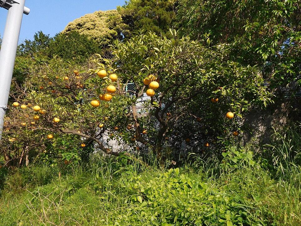 Citrus natsudaidai peel extract 2
