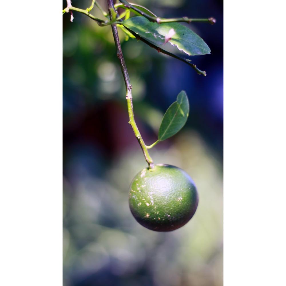 Citrus reticulata (Mandarin) peel oil 6