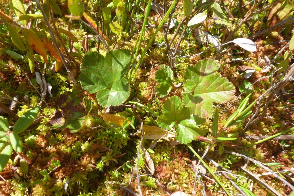 RUBUS CHAMAEMORUS SEED EXTRACT 5