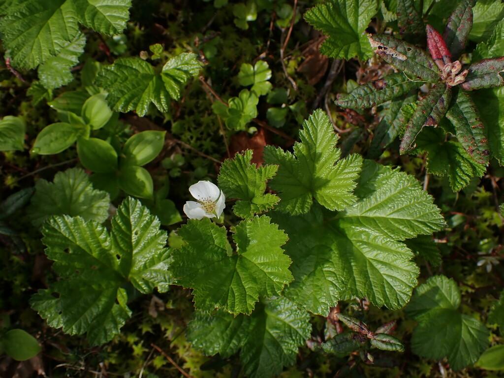 RUBUS CHAMAEMORUS SEED EXTRACT 7