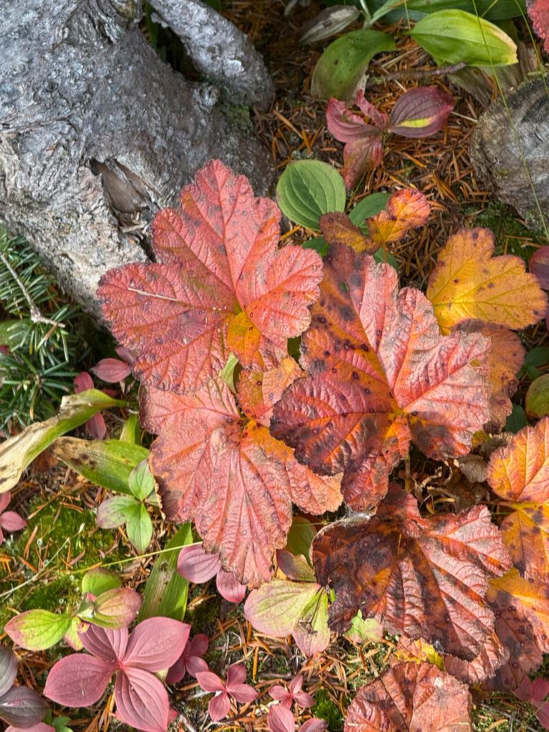 RUBUS CHAMAEMORUS SEED EXTRACT 8