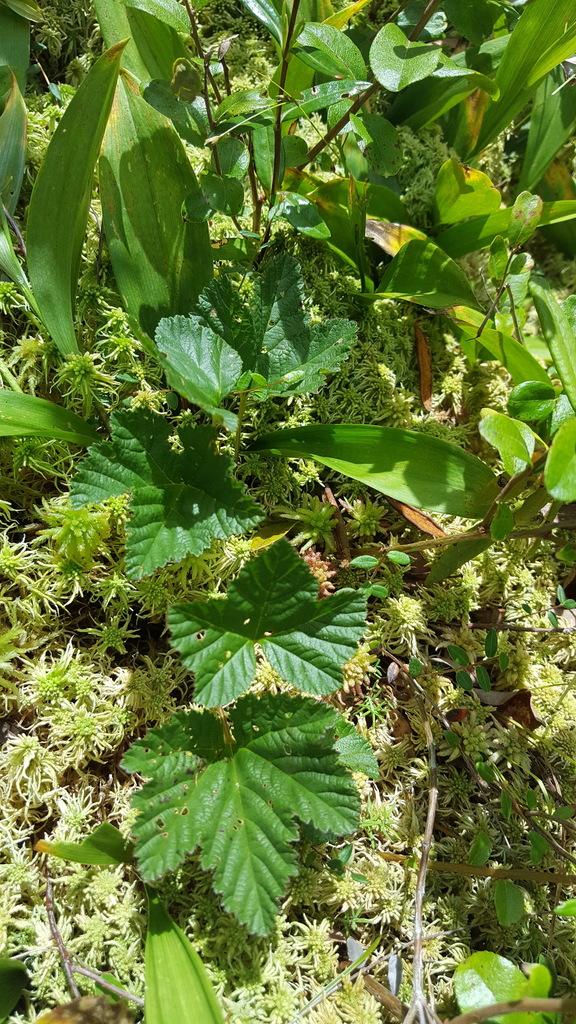 RUBUS CHAMAEMORUS SEED EXTRACT 6