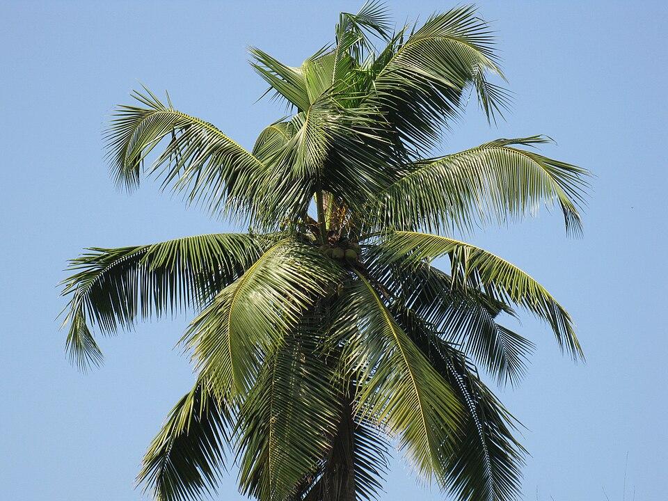 Cocos nucifera (Coconut) flower extract 1