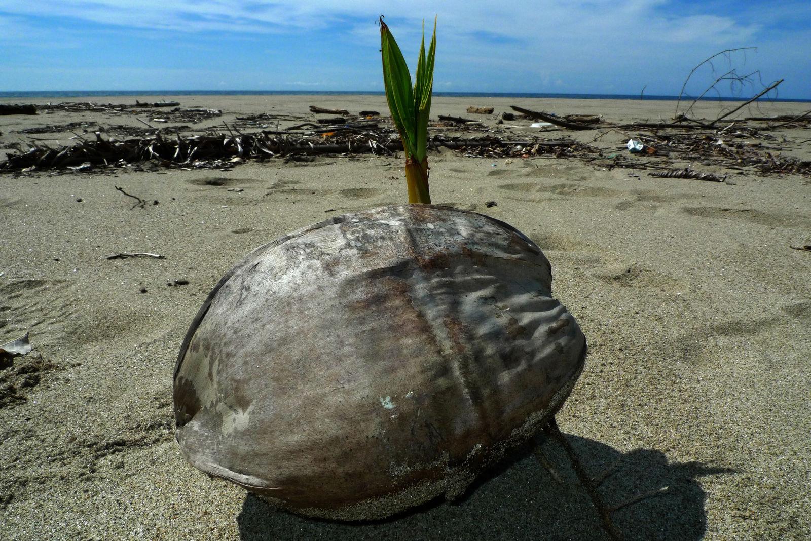 Cocos nucifera (Coconut) flower extract 4