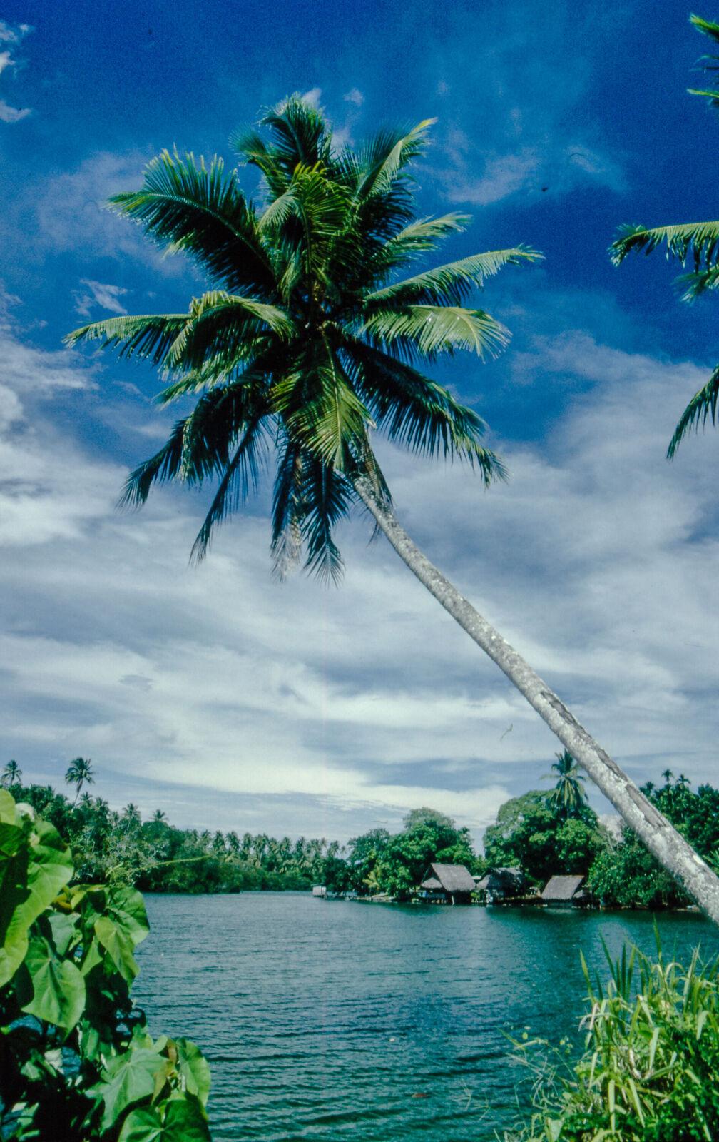 Cocos nucifera (Coconut) flower extract 2