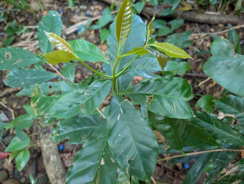 COFFEA ARABICA SEED OIL 4