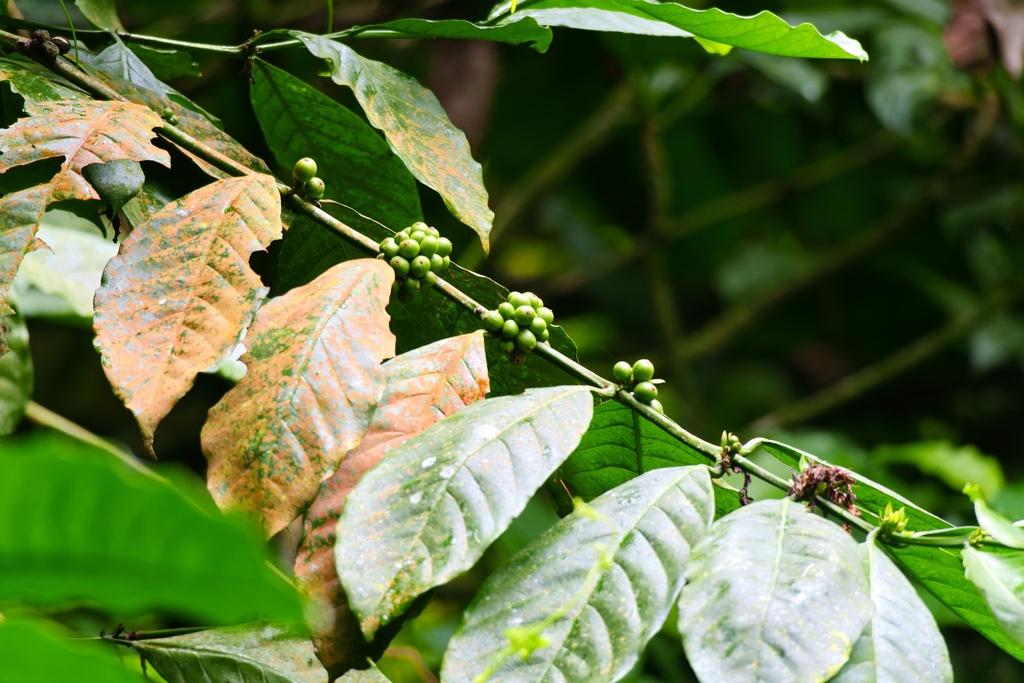 COFFEA ARABICA SEED OIL 3