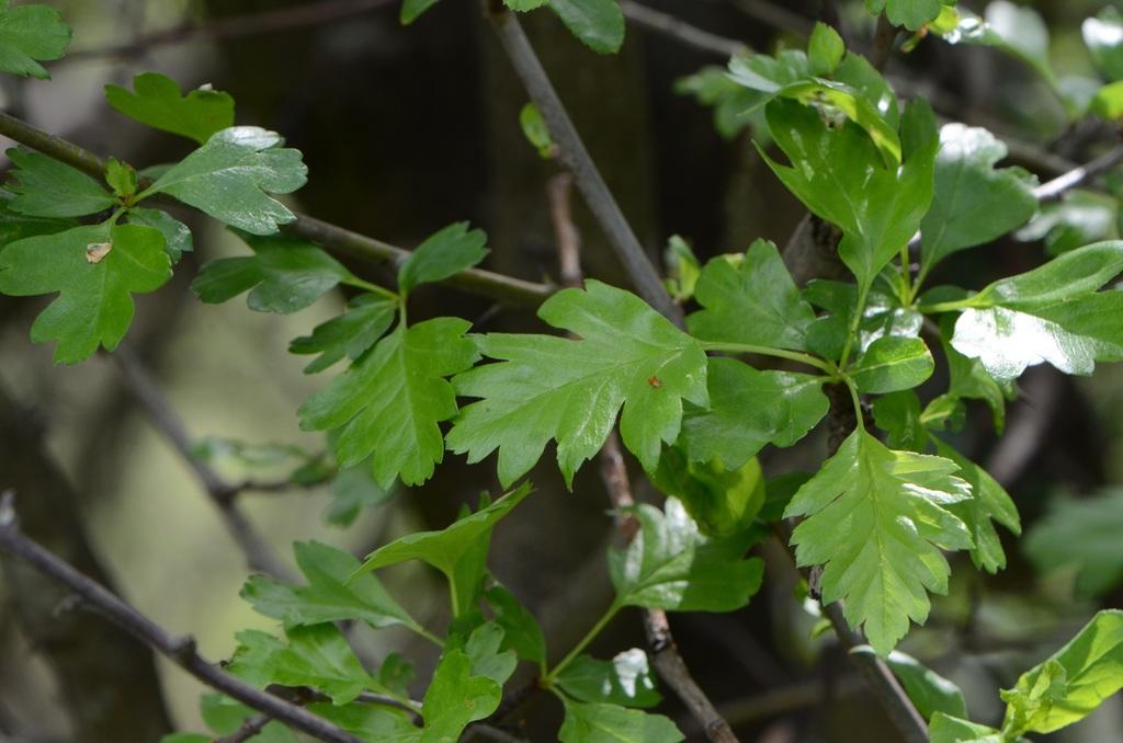 CRATAEGUS MONOGYNA FRUIT EXTRACT 4