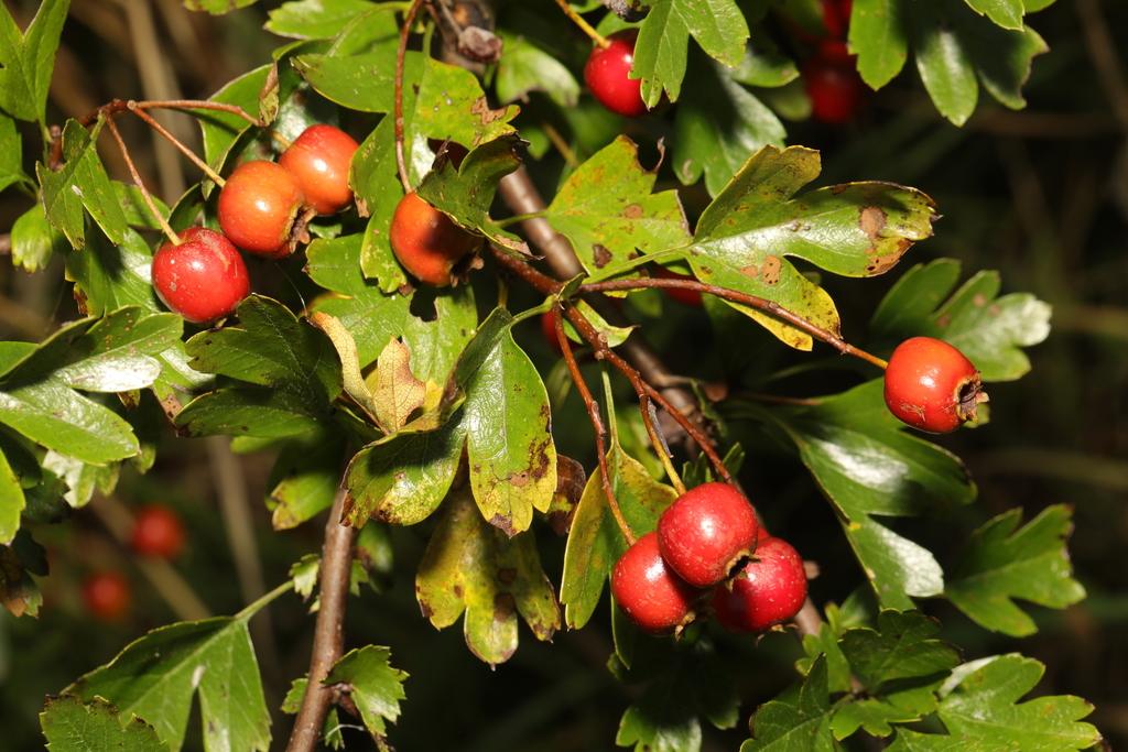CRATAEGUS MONOGYNA FRUIT EXTRACT 2