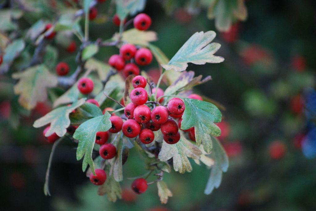 CRATAEGUS MONOGYNA FRUIT EXTRACT 1