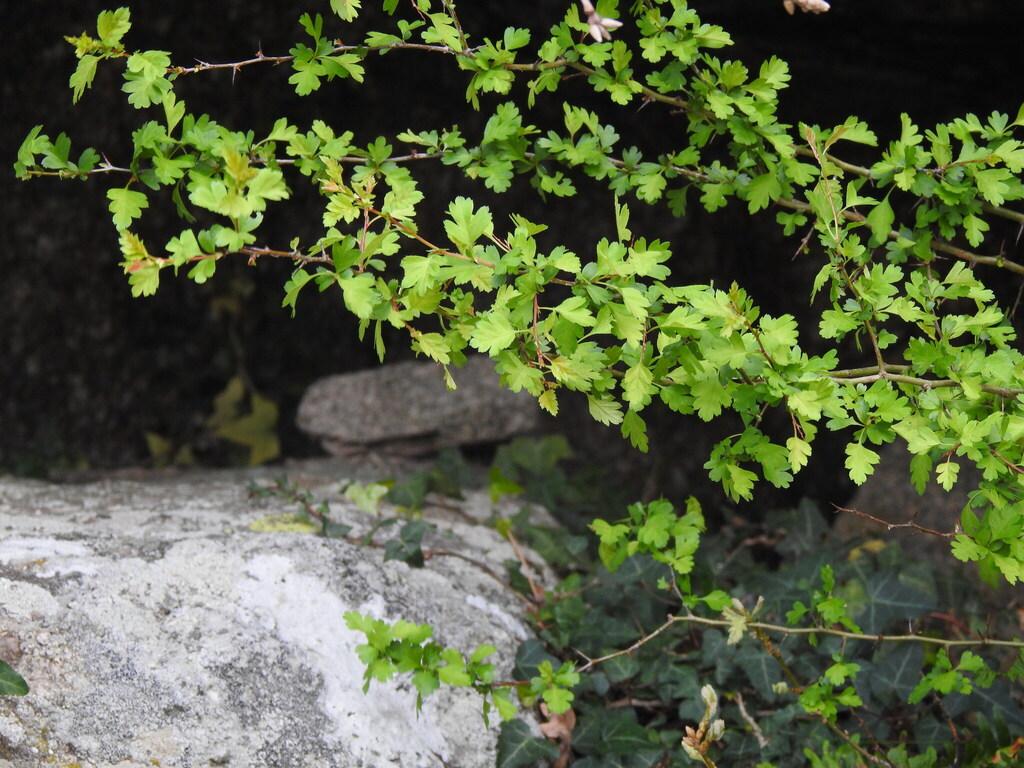 CRATAEGUS MONOGYNA FRUIT EXTRACT 3