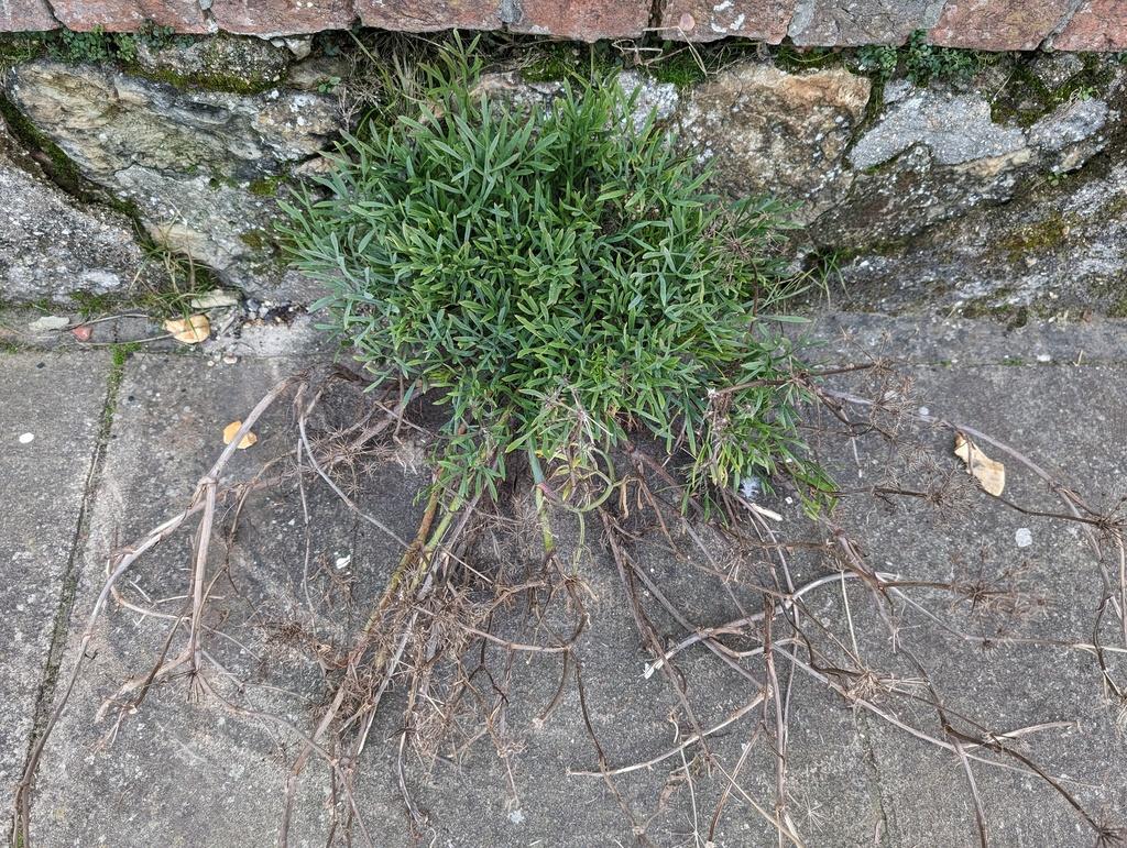 CRITHMUM MARITIMUM CALLUS CULTURE FILTRATE 1