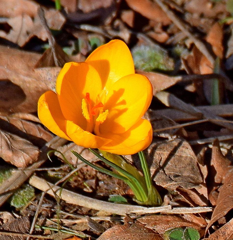 Crocus Chrysanthus Bulb Extract 4