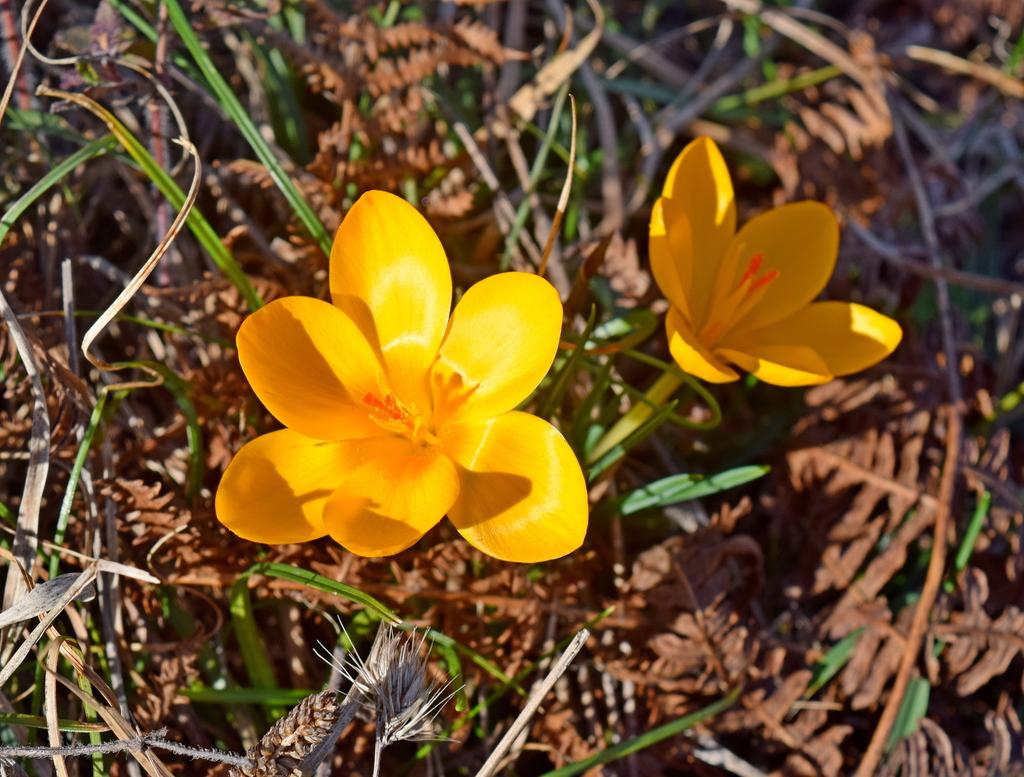 Crocus Chrysanthus Bulb Extract 2