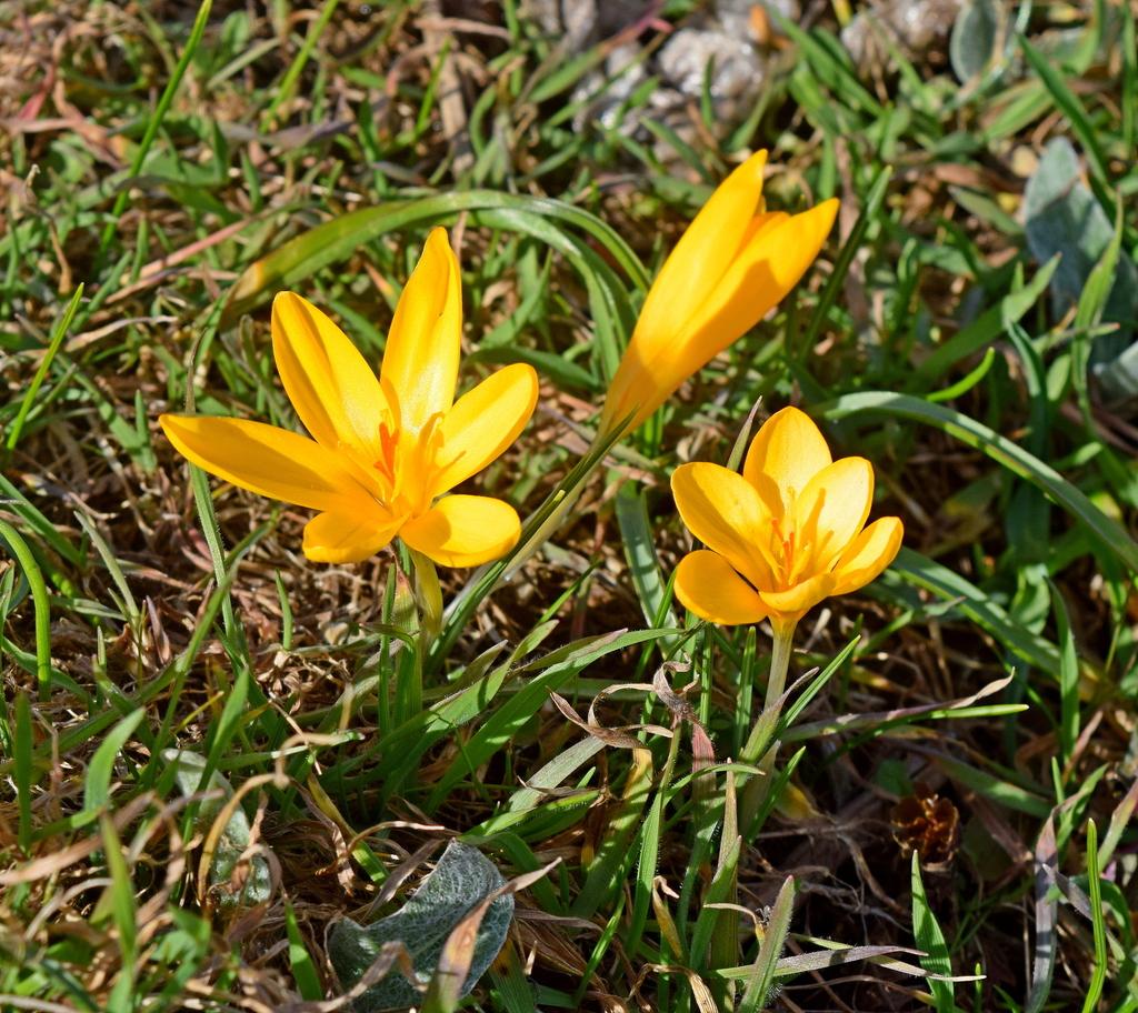 Crocus Chrysanthus Bulb Extract 3