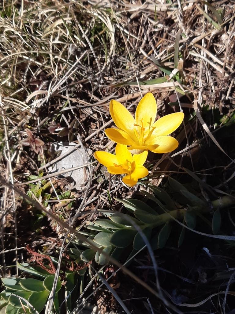 Crocus Chrysanthus Bulb Extract 1