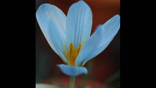 Crocus sativus meristem cell extract 6