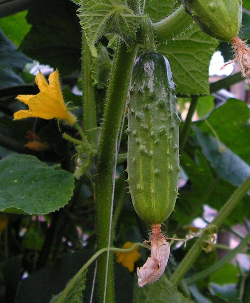 Cucumber 1