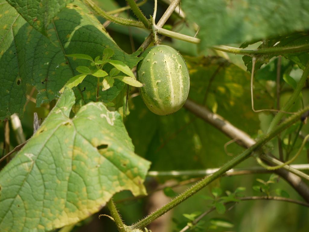 Cucumis Sativus (Cucumber) Fruit Extract 4