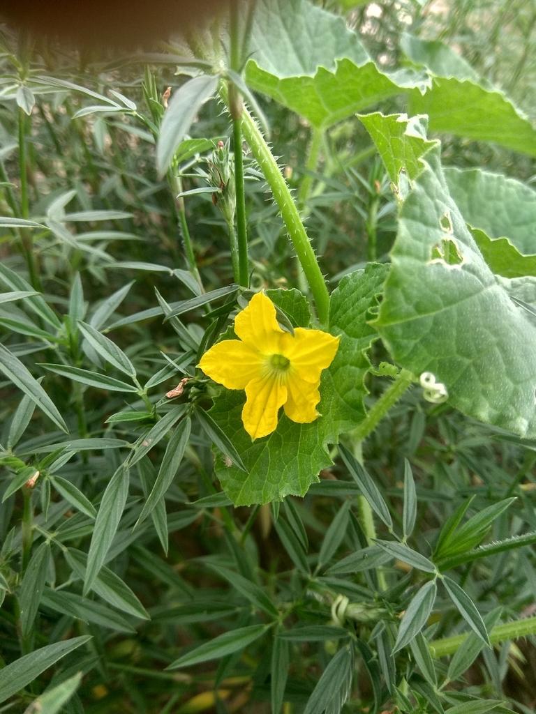 Cucumis Sativus (Cucumber) Fruit Extract 1