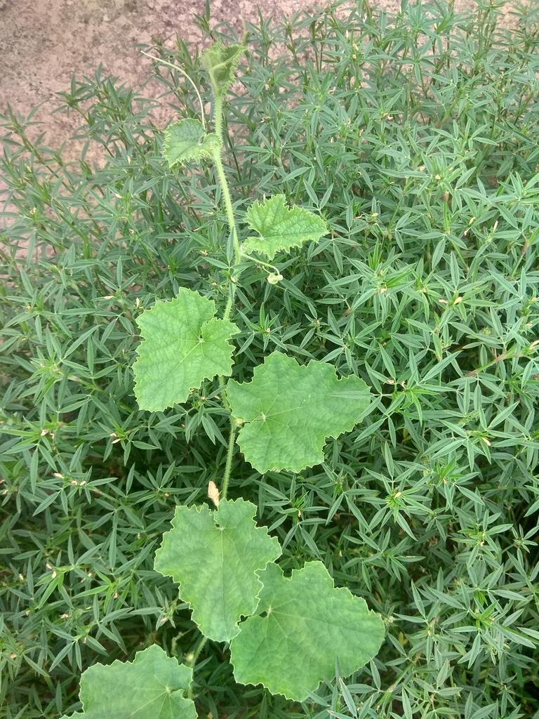 Cucumis Sativus (Cucumber) Fruit Extract 2