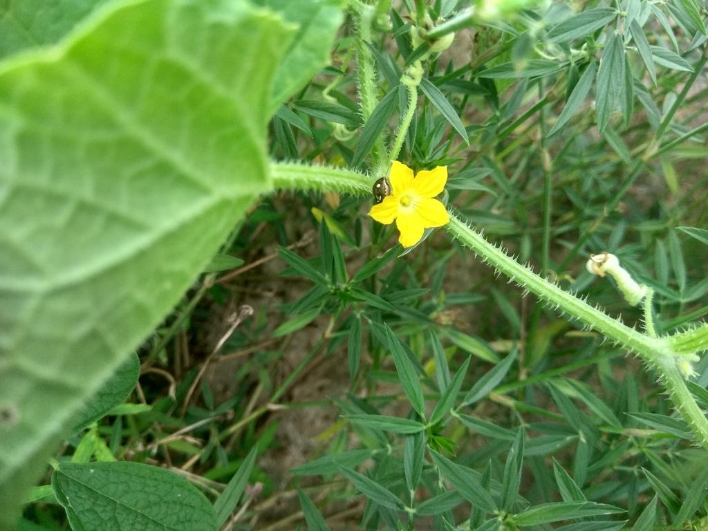 Cucumis Sativus (Cucumber) Fruit Extract 3