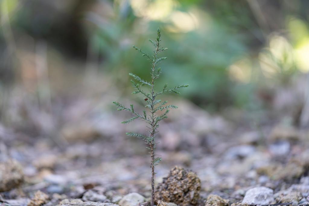 Cupressus Sempervirens Branch/leaf Oil 4