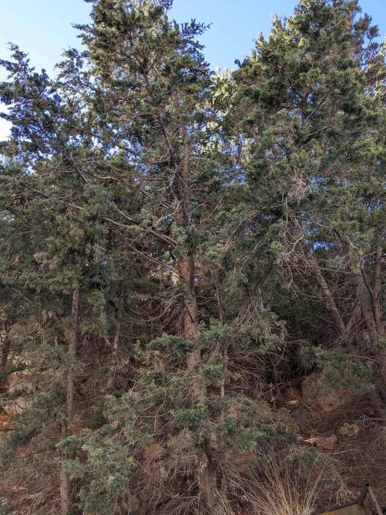 Cupressus Sempervirens Branch/leaf Oil 3