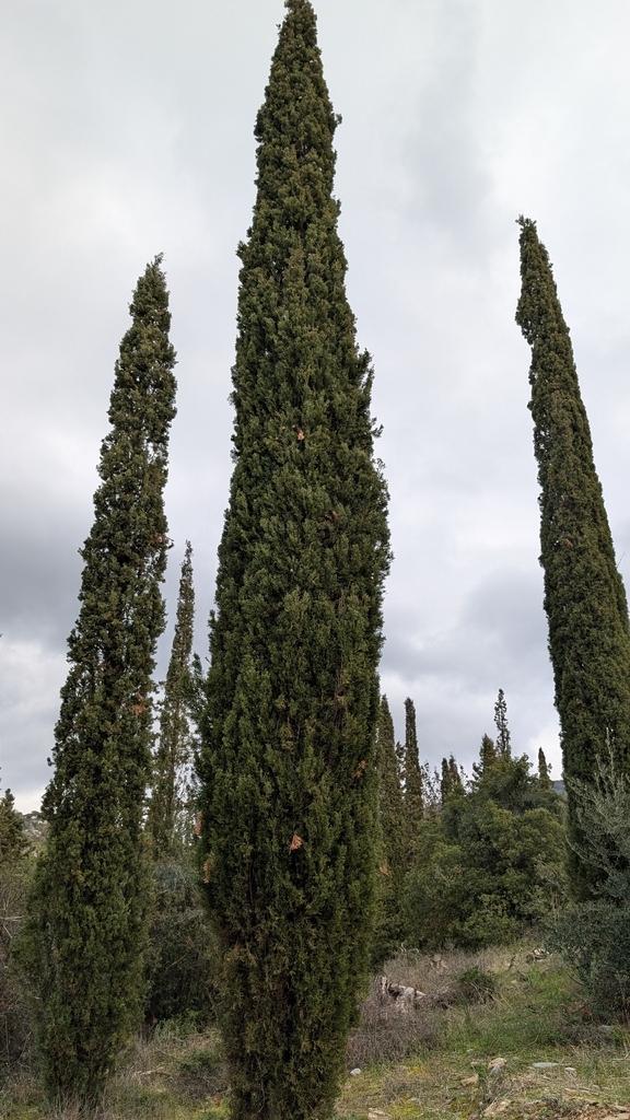 Cupressus Sempervirens Branch/leaf Oil 2