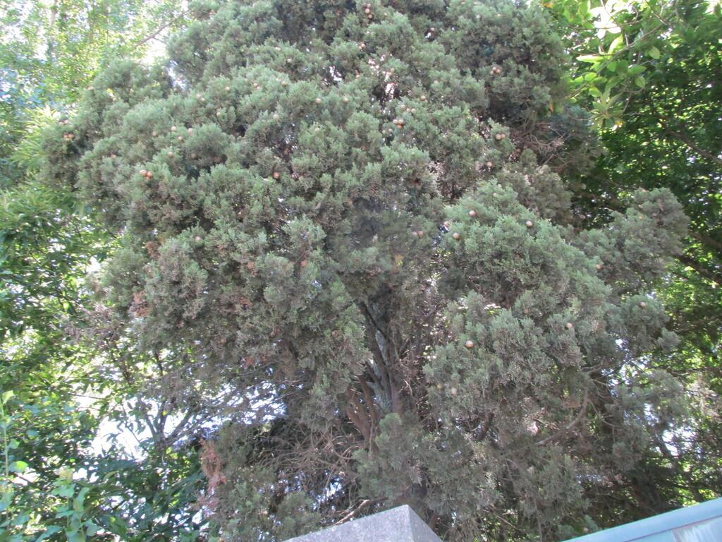 Cupressus Sempervirens Branch/leaf Oil 1