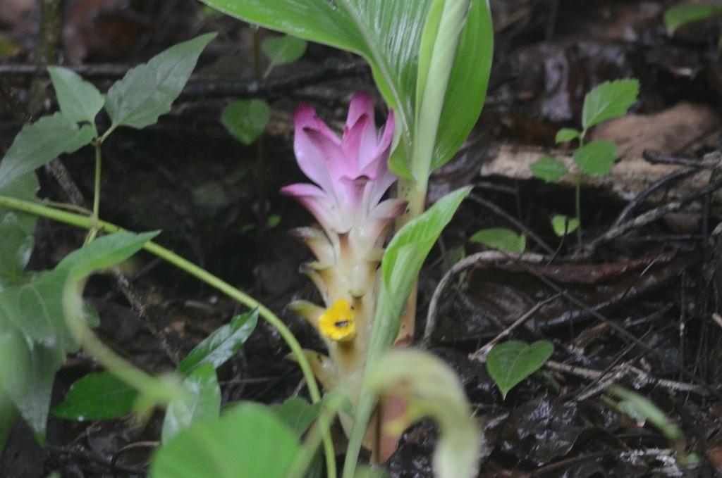 CURCUMA LONGA ROOT POWDER 2