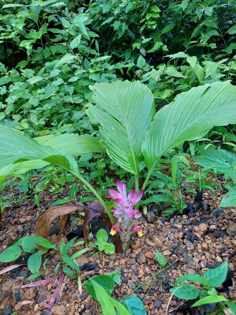 Curcuma Longa (Turmeric) Leaf Extract 4