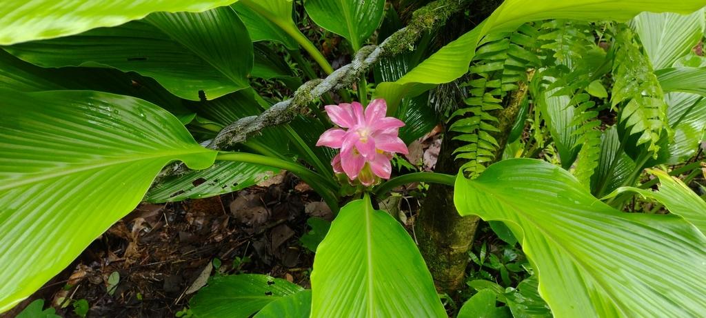 Curcuma Longa (Turmeric) Leaf Extract 1