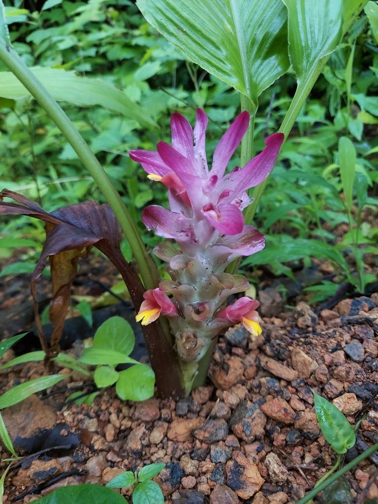 CURCUMA LONGA ROOT POWDER 7