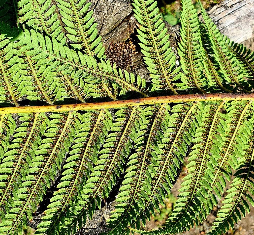 Cyathea Medullaris Leaf Extract 1