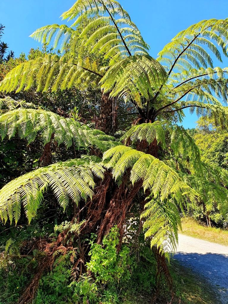 Cyathea Medullaris Leaf Extract 2