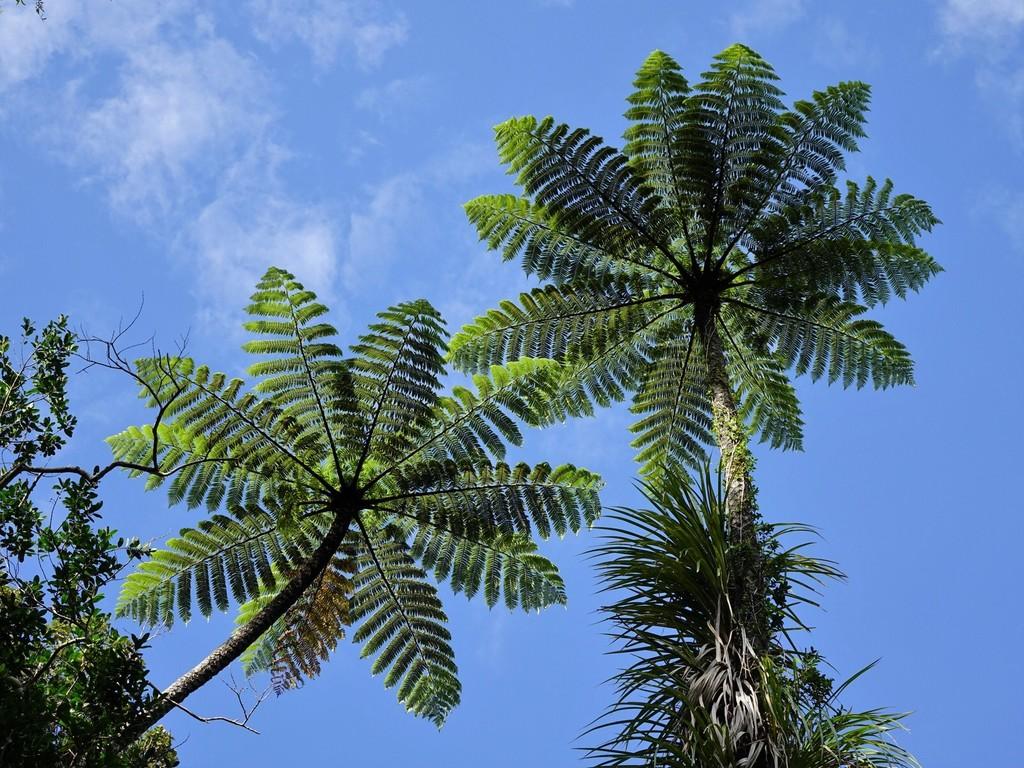 Cyathea Medullaris Leaf Extract 3