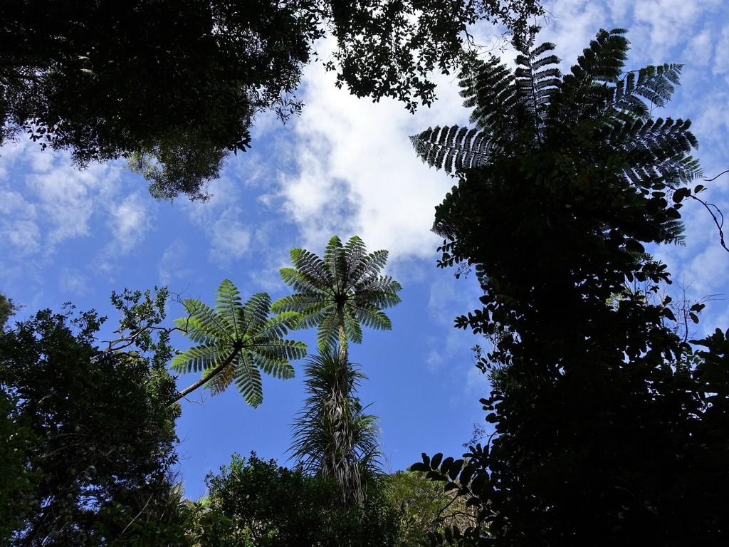 Cyathea Medullaris Leaf Extract 4
