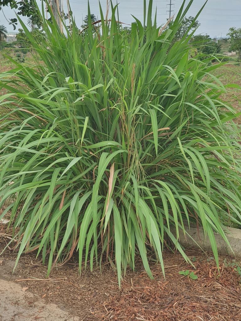 CYMBOPOGON CITRATUS LEAF OIL 1