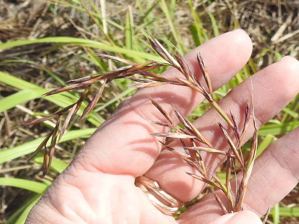CYMBOPOGON CITRATUS LEAF OIL 2