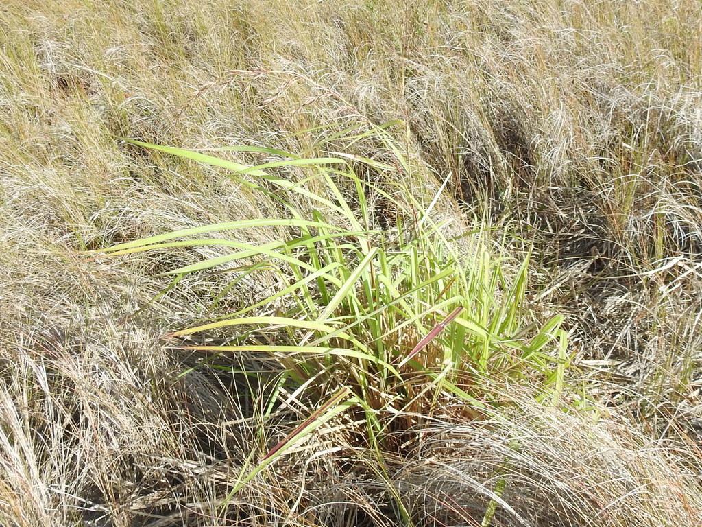 CYMBOPOGON CITRATUS LEAF OIL 3