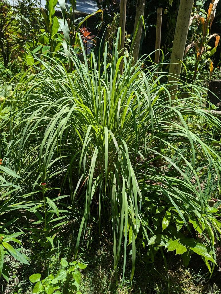 CYMBOPOGON CITRATUS LEAF OIL 4