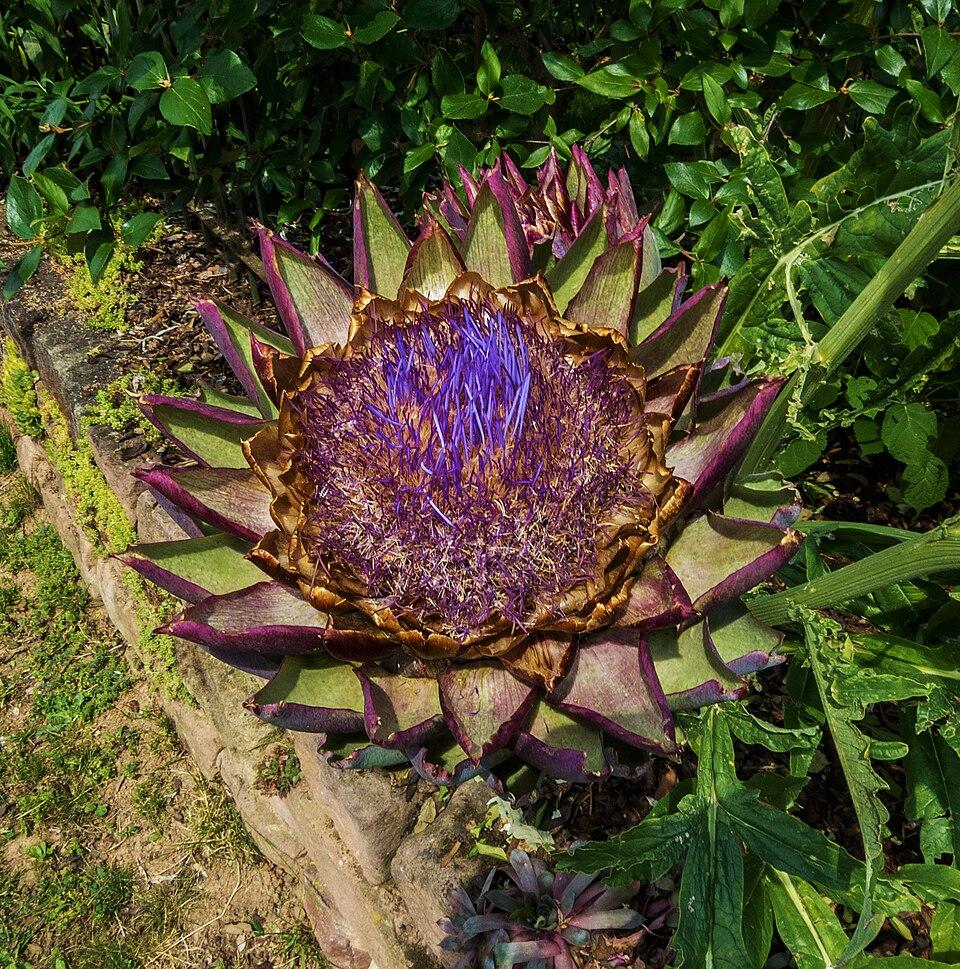 Cynara cardunculus seed oil 2