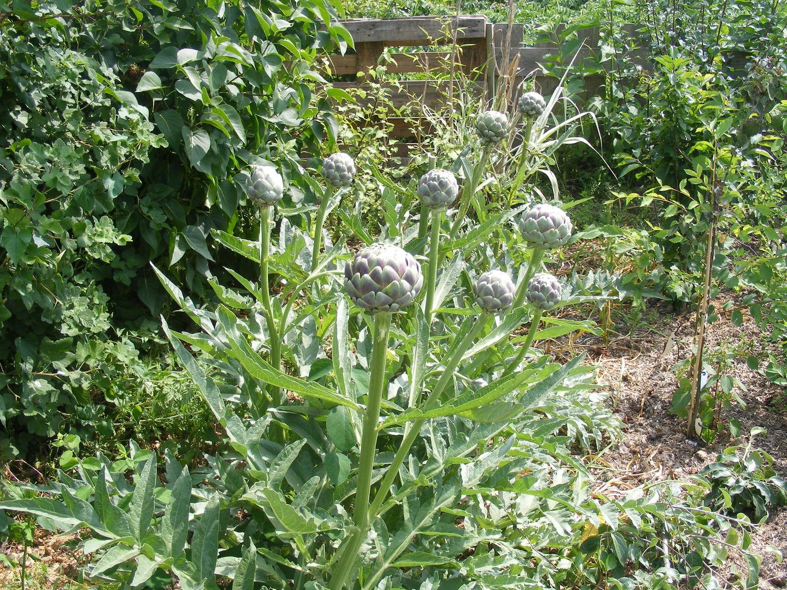 Cynara cardunculus seed oil 3